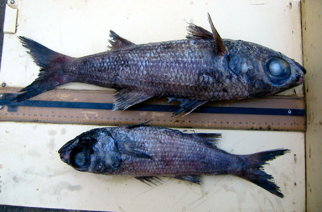 Epigonus telescopus (Risso, 1810)